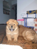 Chow chow