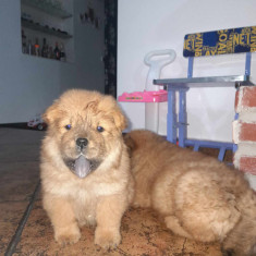 Chow chow