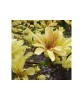 Magnolia &#039;Butterflies&#039;, magnolie galbena cu flori parfumate, la ghiveci, 1 buc, Oem