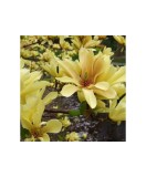 Magnolia &#039;Butterflies&#039;, magnolie galbena cu flori parfumate, la ghiveci, 1 buc, Oem