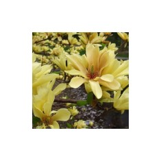 Magnolia &#039;Butterflies&#039;, magnolie galbena cu flori parfumate, la ghiveci, 1 buc