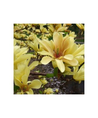 Magnolia &amp;#039;Butterflies&amp;#039;, magnolie galbena cu flori parfumate, la ghiveci, 1 buc foto