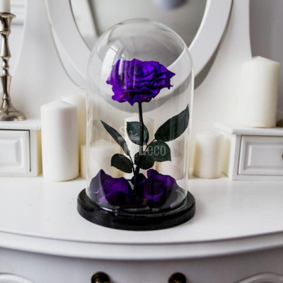 Trandafir Criogenat purpuriu inchis xl &amp;Oslash;6,5cm in cupola foto
