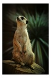 Tablou Canvas, "Suricata veghează cerul &icirc;nstelat", Meerkat, Veghe, Curiozitate, Suprafață, Spațiu, Verdeață, Textură, Calm, Observare, Tandrețe, 26 x