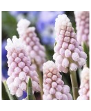 Zambile Struguras Muscari, Pink Sunrise, Roz, 5/6, 1 Bulb