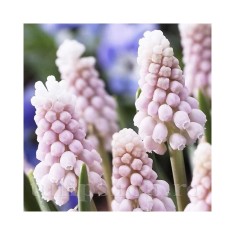 Zambile Struguras Muscari, Pink Sunrise, Roz, 5/6, 1 Bulb