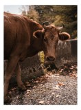 Tablou Canvas, "Vaca privind spre apusul toamnei", Vacă, Brunet, Peisaj, Căldură, Natură, Frunze, Potecă, 26 x 39 cm, CMCLASS
