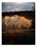 Tablou Canvas, "Strălucirea toamnei &icirc;n pădurea liniștită", Natura, Toamnă, Pădure, Lumină, Copaci, Frunze, Umbre, Peisaj, 26 x 39 cm, CMCLASS