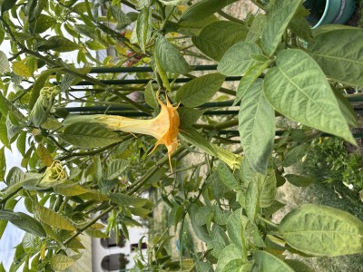 V&amp;acirc;nd firma foto