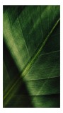 Tablou Canvas Textură Frunze Verzi Natură Organic Detaliu, 26 x 39 cm, CMCLASS