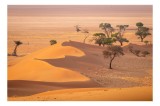 Tablou Canvas Peisaj Arid Dune Copaci Umbre Vegetație Culori, 54 x 39 cm, CMCLASS