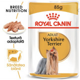 Royal Canin Yorkshire Terrier Adult hrană umedă c&acirc;ine (pate), 12 x 85g