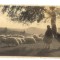 AD 1051 C. P. VECHE - IDILA PE MUNTII -IDYLL IN DEN BERGEN -E.FISCHER, SIBIU1937