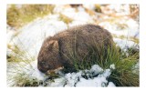 Tablou Canvas, "Wombat explor&acirc;nd zăpada și iarba", Nu pot oferi detalii despre persoane din imagini. Dar &icirc;ți pot spune că imaginea reprezintă un womba