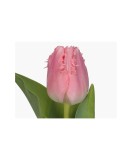 Lalele (Fringed Grp) Cacharel 10/11 ,bulb, Oem