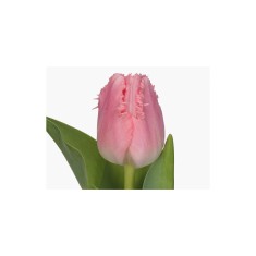 Lalele (Fringed Grp) Cacharel 10/11 ,bulb