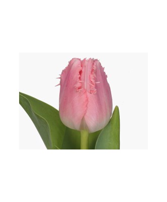 Lalele (Fringed Grp) Cacharel 10/11 ,bulb foto