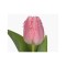 Lalele (Fringed Grp) Cacharel 10/11 ,bulb