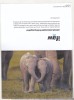 Bnk cp Fauna - Elefanti - felicitare necirculata, Printata