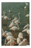 Tablou Canvas, "Flamingo &icirc;n liniștea apelor verzi", Flamingo, Apei, Grazioase, Roz, Plutind, Reflexie, Serenitate, Natură, Senzuale, Armonioase, 26 x