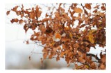Tablou Canvas, "Pitic zburdalnic printre frunze arămii", Toamnă, Frunze, Păsărele, Ramuri, Cer, Natură, Calm, Contrast., 39 x 26 cm, CMCLASS