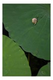 Tablou Canvas, "Boboc de lotus pe frunze verzi", Frunze, Lotus, Picături, Verde, Boboc, Crăpătură, Textură, Natură, 26 x 39 cm, CMCLASS