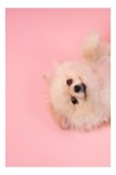 Tablou Canvas, "Fluffy și vesel pe fundal roz", Fluffy, Adorable, Playful, Cute, Relaxed, 26 x 39 cm, CMCLASS