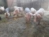 Vand porci
