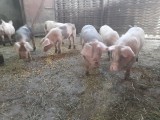 vand porci