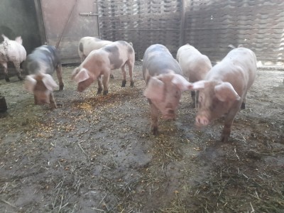 vand porci foto