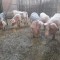 vand porci