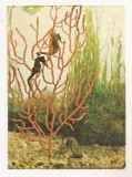 RF133 - Carte Postala - Acvariul Constanta. Hypochampus Hypochampus, necirculata