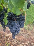 Steuguri merlot de vanzare