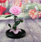 Cumpara ieftin Trandafir Criogenat bonita roz &Oslash;9,5cm in cupola 17x28cm