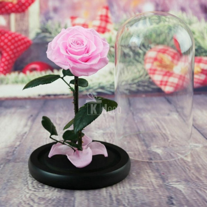 Trandafir Criogenat bonita roz &Oslash;9,5cm in cupola 17x28cm