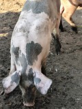 V&acirc;nd purcei Landrace-Pietrain Găneasa, Olt