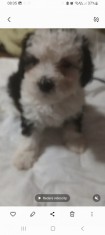 Fetițe bichon disponibile