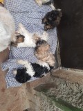 Cățeluși bichoni havanezi