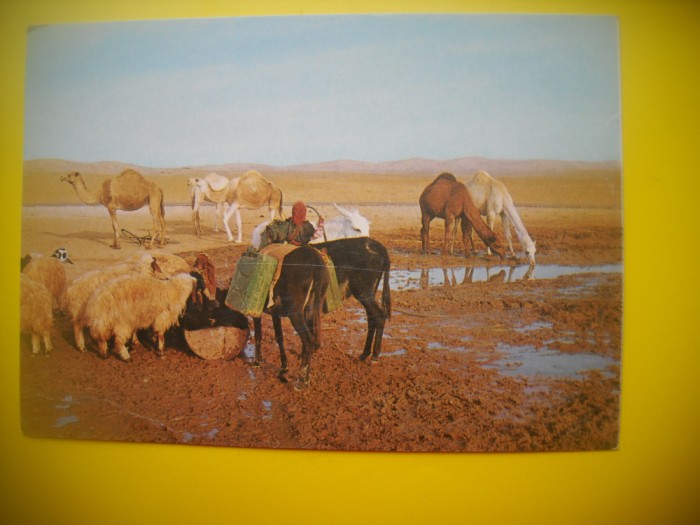 HOPCT 6117 IZVOR DE APA IN DESERTUL IUDEAN -ISRAEL-ASIA -NECIRCULATA