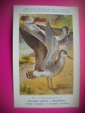 HOPCT 6314 TRINGA GLAREOLA -PASARI DE APA -FAUNA EUROPA-CP CHROMO LITHO -MUZEUL REGAL STIINTE NATURALE BELGIA-NECIRCULATA, Printata