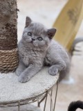 Pui British Shorthair superbi