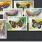Fauna ,fluturi ,Rep Malgase .