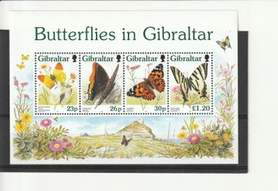 Fauna fluturi,Gibraltar. foto