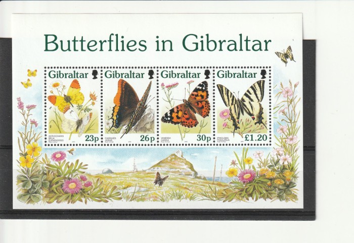 Fauna fluturi,Gibraltar.