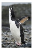 Tablou Canvas, "Pinguinul pe țărmul st&acirc;ncos c&acirc;nt&acirc;nd", Penguin, Rocks, Ocean, Wet, Standing, Flippers, Beak, Singing, 26 x 39 cm, CMCLASS