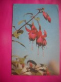 HOPCT 11512 CERCELUSE -CP FELICITARE FLORI- ROMANIA-NECIRCULATA