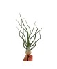 Planta aeriană Tillandsia Bulbosa - Medie