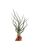 Cumpara ieftin Planta aeriană Tillandsia Bulbosa - Medie