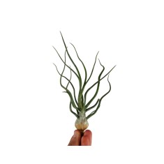 Planta aeriană Tillandsia Bulbosa - Medie