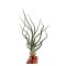 Planta aeriană Tillandsia Bulbosa - Medie